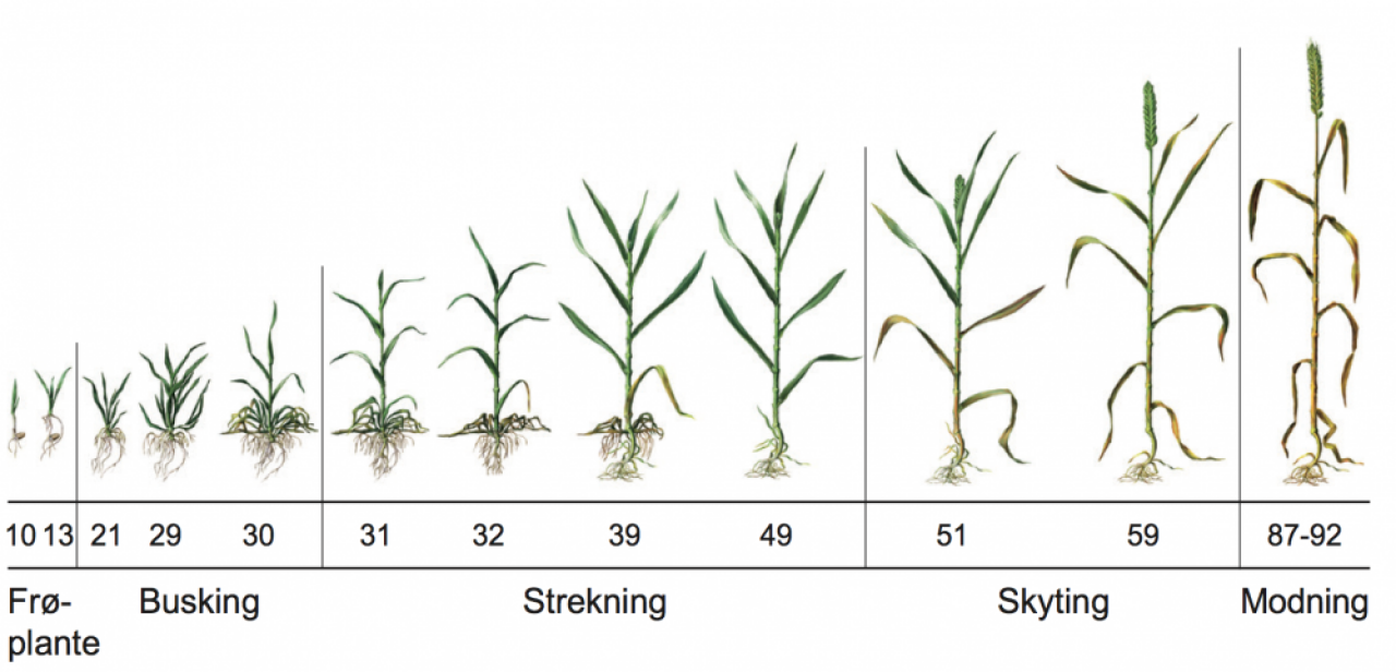 Utviklingsstadier i korn, illustrert.