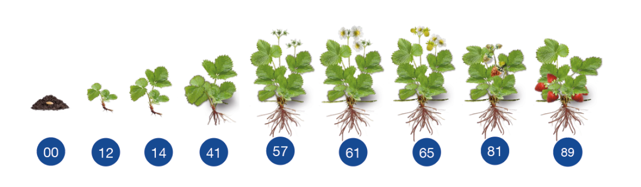Illustrasjon av jordbærplante i ulike stadier.